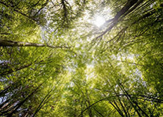 Skov Openpexels Kopier
